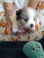 Rainbow, a female Pomeranian for sale in Westwego, LA – 5 of 9