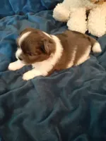 Fudge, a male Pomeranian and Shih Tzu for sale in Westwego, LA – 5 of 10