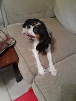 Lexi, a female Cavalier King Charles Spaniel for sale in Westwego, LA – 5 of 8