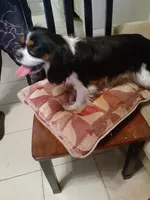 Lexi, a female Cavalier King Charles Spaniel for sale in Westwego, LA – 3 of 8