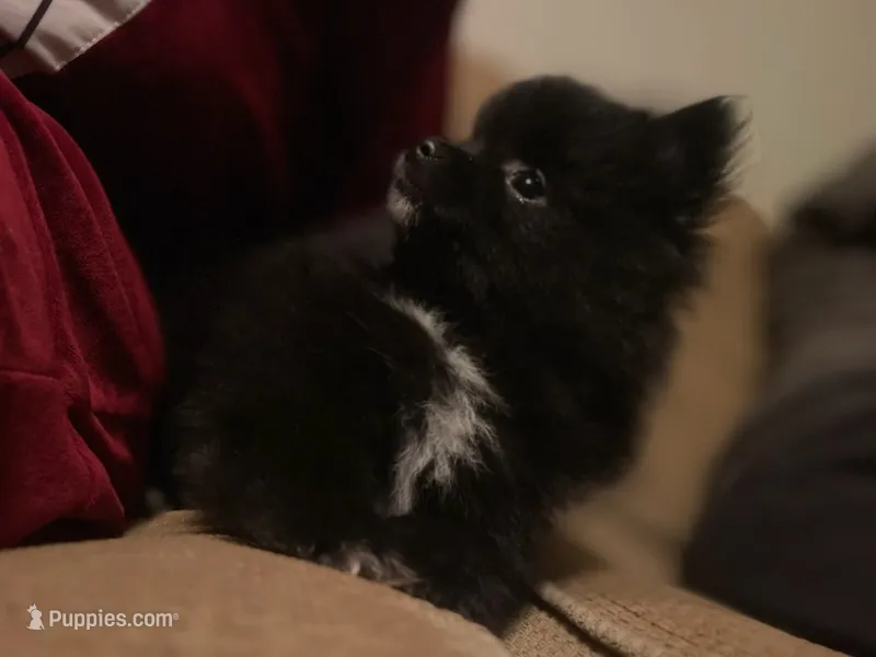 Pooh bear – Pomeranian puppy for sale in Westwego, LA