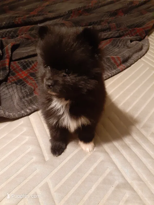 Teddy bear – Pomeranian puppy for sale in Westwego, LA