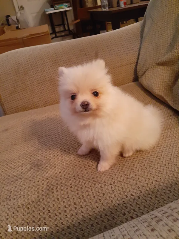 Po – Pomeranian puppy for sale in Westwego, LA