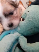 Brownie, a female Pomeranian and Shih Tzu for sale in Westwego, LA – 2 of 10