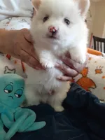 Beignet, a male Pomeranian for sale in Westwego, LA – 7 of 7