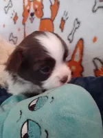 Praline, a female Pomeranian and Shih Tzu for sale in Westwego, LA – 2 of 10