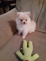 Po, a male Pomeranian for sale in Westwego, LA – 3 of 4
