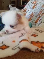 Pudding, a female Pomeranian for sale in Westwego, LA – 4 of 9