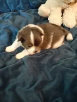 Fudge, a male Pomeranian and Shih Tzu for sale in Westwego, LA – 4 of 10