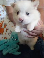 Beignet, a male Pomeranian for sale in Westwego, LA – 5 of 7