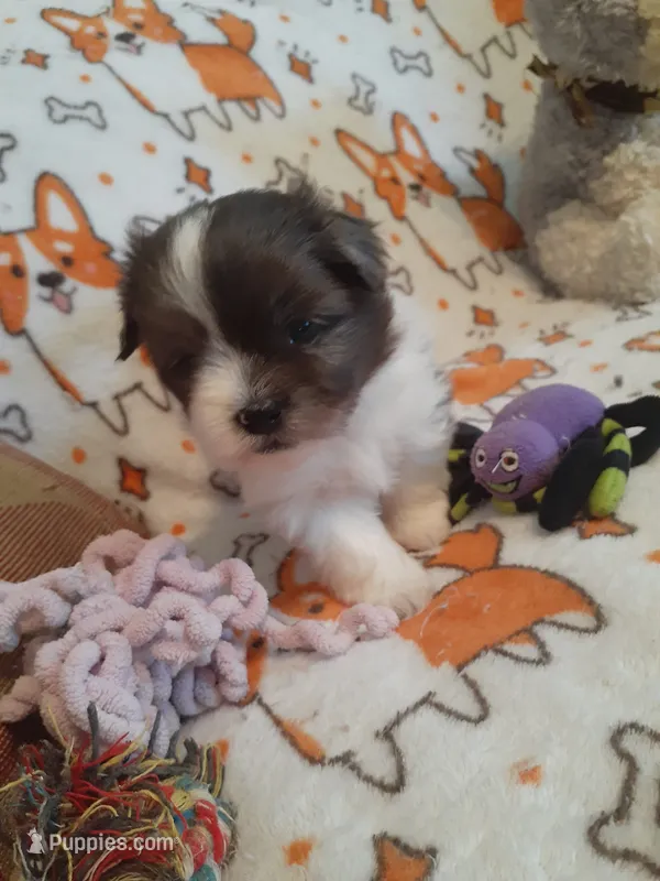 Fudge – Pomeranian, Shih Tzu puppy for sale in Westwego, LA