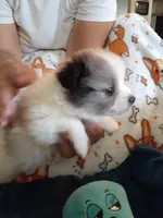 Rainbow, a female Pomeranian for sale in Westwego, LA – 2 of 9