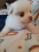 Pudding, a female Pomeranian for sale in Westwego, LA – 9 of 9