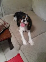 Lexi, a female Cavalier King Charles Spaniel for sale in Westwego, LA – 4 of 8