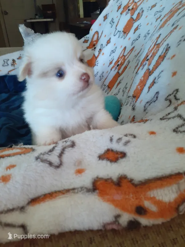 Pudding – Pomeranian puppy for sale in Westwego, LA