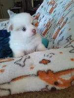 Pudding, a female Pomeranian for sale in Westwego, LA – 2 of 9