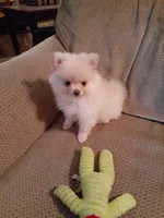 Po, a male Pomeranian for sale in Westwego, LA – 1 of 4