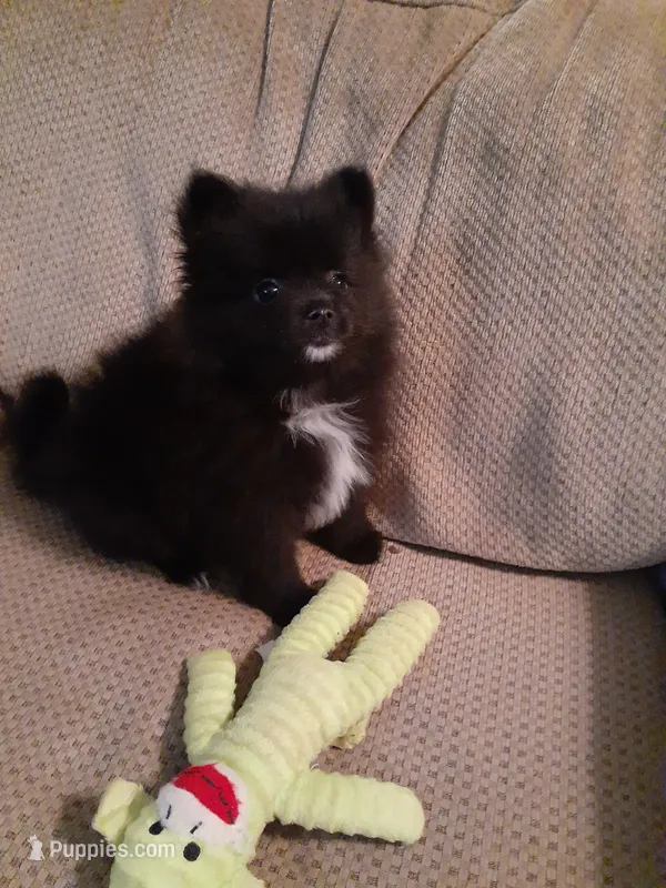 Pooh bear – Pomeranian puppy for sale in Westwego, LA