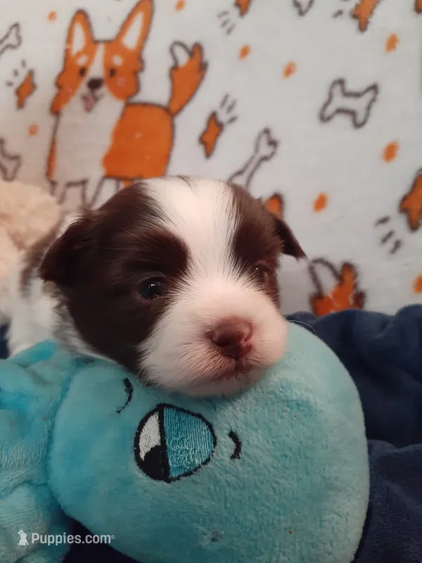 Praline – Pomeranian, Shih Tzu puppy for sale in Westwego, LA