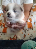 Rainbow, a female Pomeranian for sale in Westwego, LA – 7 of 9