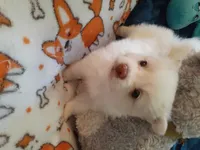Lilly, a female Pomeranian for sale in Westwego, LA – 6 of 9