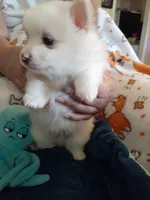 Beignet, a male Pomeranian for sale in Westwego, LA – 6 of 7