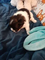 Oreo, a male Pomeranian and Shih Tzu for sale in Westwego, LA – 4 of 7