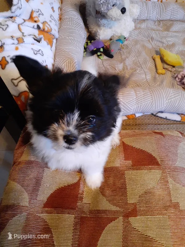Oreo – Pomeranian, Shih Tzu puppy for sale in Westwego, LA