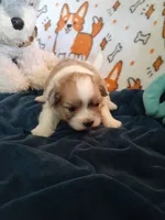 Brownie, a female Pomeranian and Shih Tzu for sale in Westwego, LA – 5 of 10