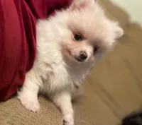 Po, a male Pomeranian for sale in Westwego, LA – 2 of 7