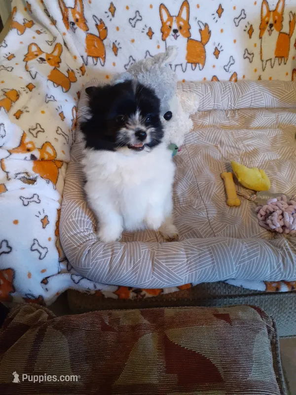 Oreo – Pomeranian, Shih Tzu puppy for sale in Westwego, LA