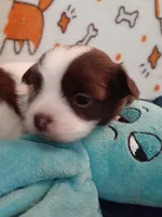 Praline, a female Pomeranian and Shih Tzu for sale in Westwego, LA – 10 of 10