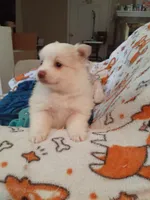 Lilly, a female Pomeranian for sale in Westwego, LA – 5 of 9