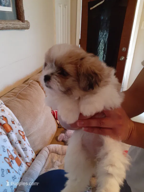 Brownie – Pomeranian, Shih Tzu puppy for sale in Westwego, LA