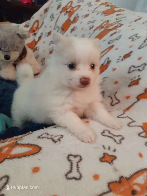 Lilly – Pomeranian puppy for sale in Westwego, LA
