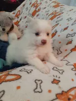 Lilly, a female Pomeranian for sale in Westwego, LA – 1 of 9