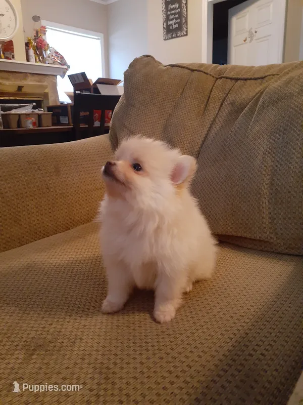 Po – Pomeranian puppy for sale in Westwego, LA