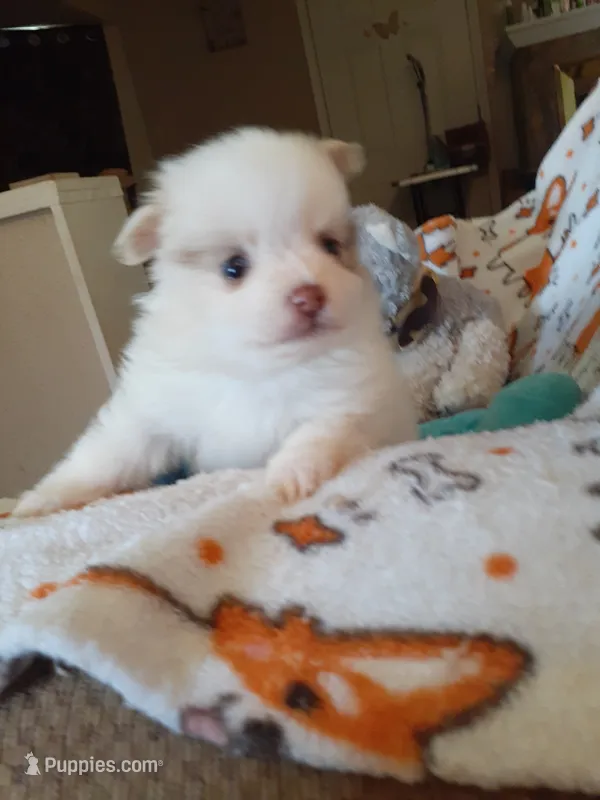 Pudding – Pomeranian puppy for sale in Westwego, LA