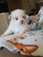 Pudding, a female Pomeranian for sale in Westwego, LA – 1 of 9