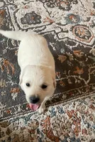 Honey, a female Labrador Retriever for sale in Lynnwood, WA – Photo 2 of 5