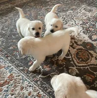 Honey, a female Labrador Retriever for sale in Lynnwood, WA – Photo 1 of 5