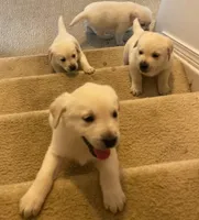 Honey, a female Labrador Retriever for sale in Lynnwood, WA – Photo 3 of 5