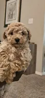 Stormy , a female Poodle - Toy  for sale in O Fallon, MO – 3 of 4