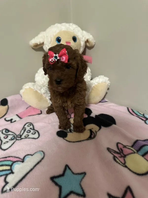 Lola  – Poodle - Toy  puppy for sale in O Fallon, MO