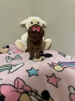Lola , a female Poodle - Toy  for sale in O Fallon, MO – 3 of 8