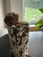 Libby , a female Poodle - Toy  for sale in O Fallon, MO – 8 of 9