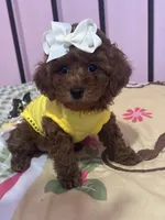 Luna , a female Poodle - Toy  for sale in O Fallon, MO – 2 of 8