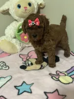 Lola , a female Poodle - Toy  for sale in O Fallon, MO – 6 of 8