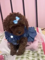 Luna , a female Poodle - Toy  for sale in O Fallon, MO – 5 of 8