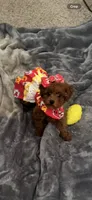 Libby , a female Poodle - Toy  for sale in O Fallon, MO – 9 of 9